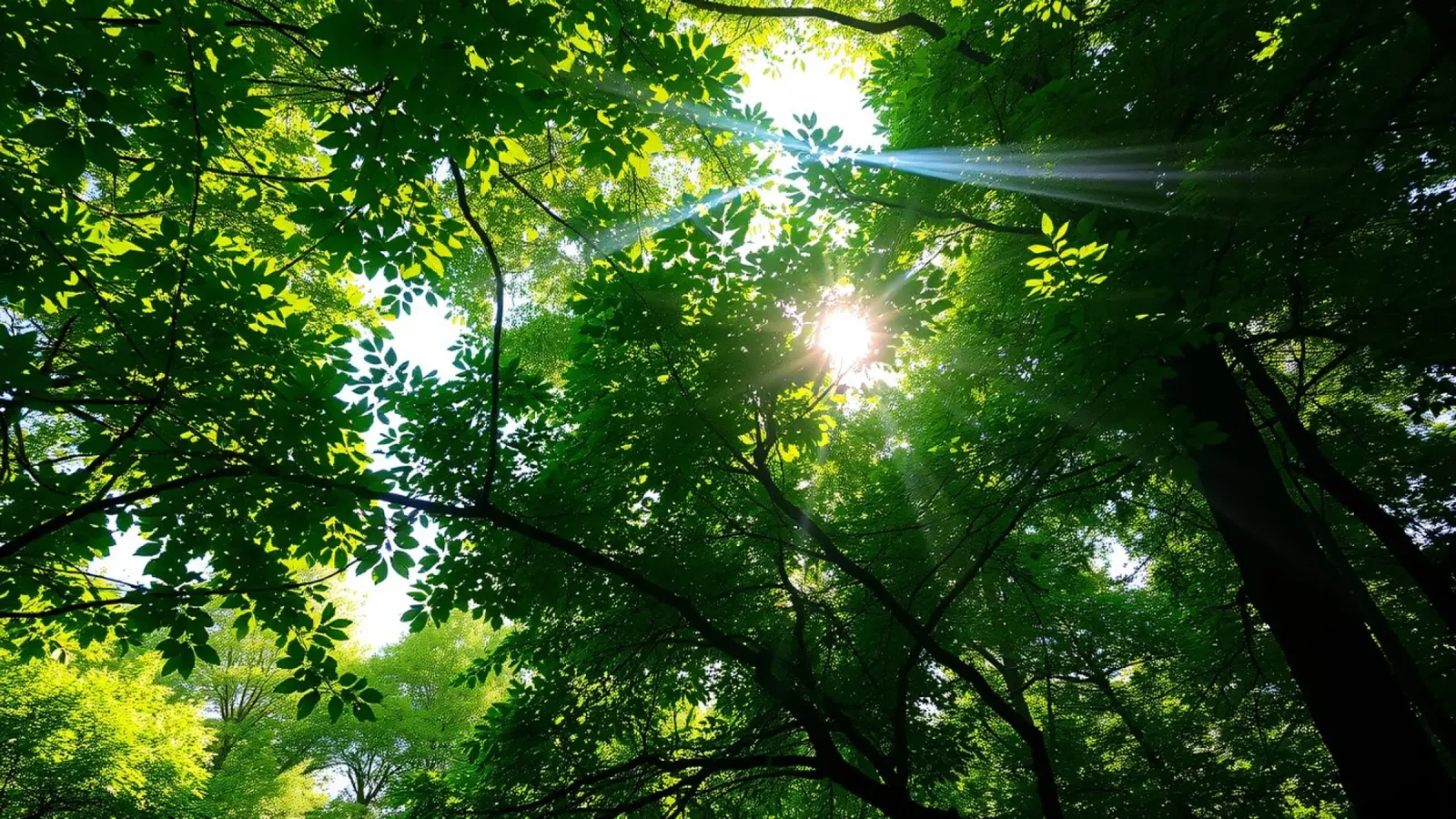 Zonlicht filtert door dichte groene bomen in een kalme aluminium-dibond van DesignDoodle