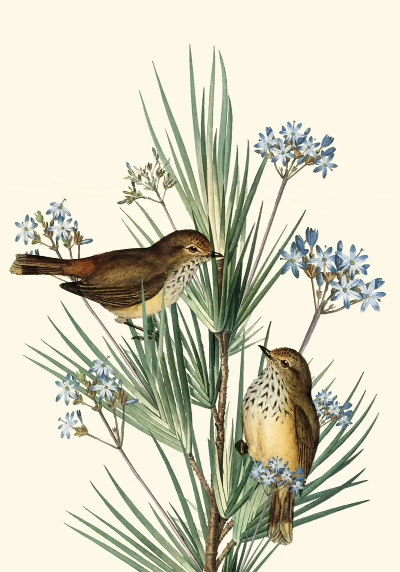 Little Birds and Flowers 3 carta hahnemühle da Nadjaa