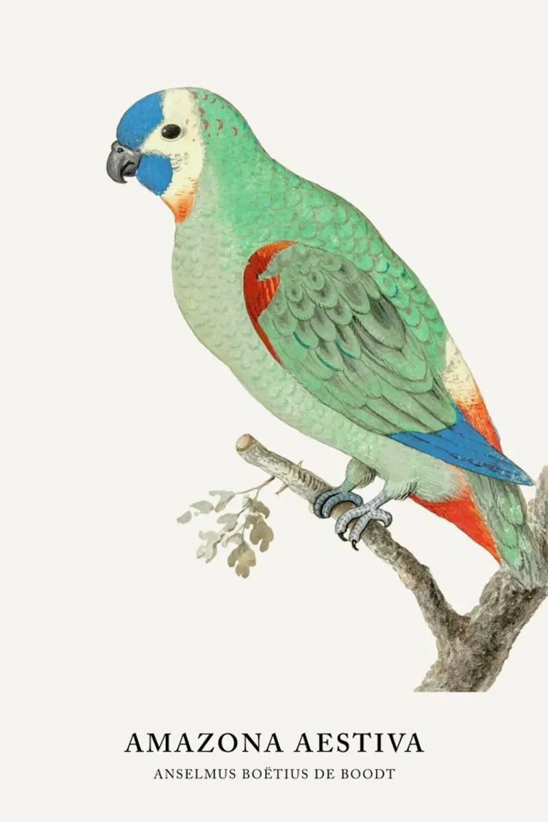Anselmus Boëtius de Boodt - Blue-fronted Amazon pellicola backlit da Vintage by JUNIQE