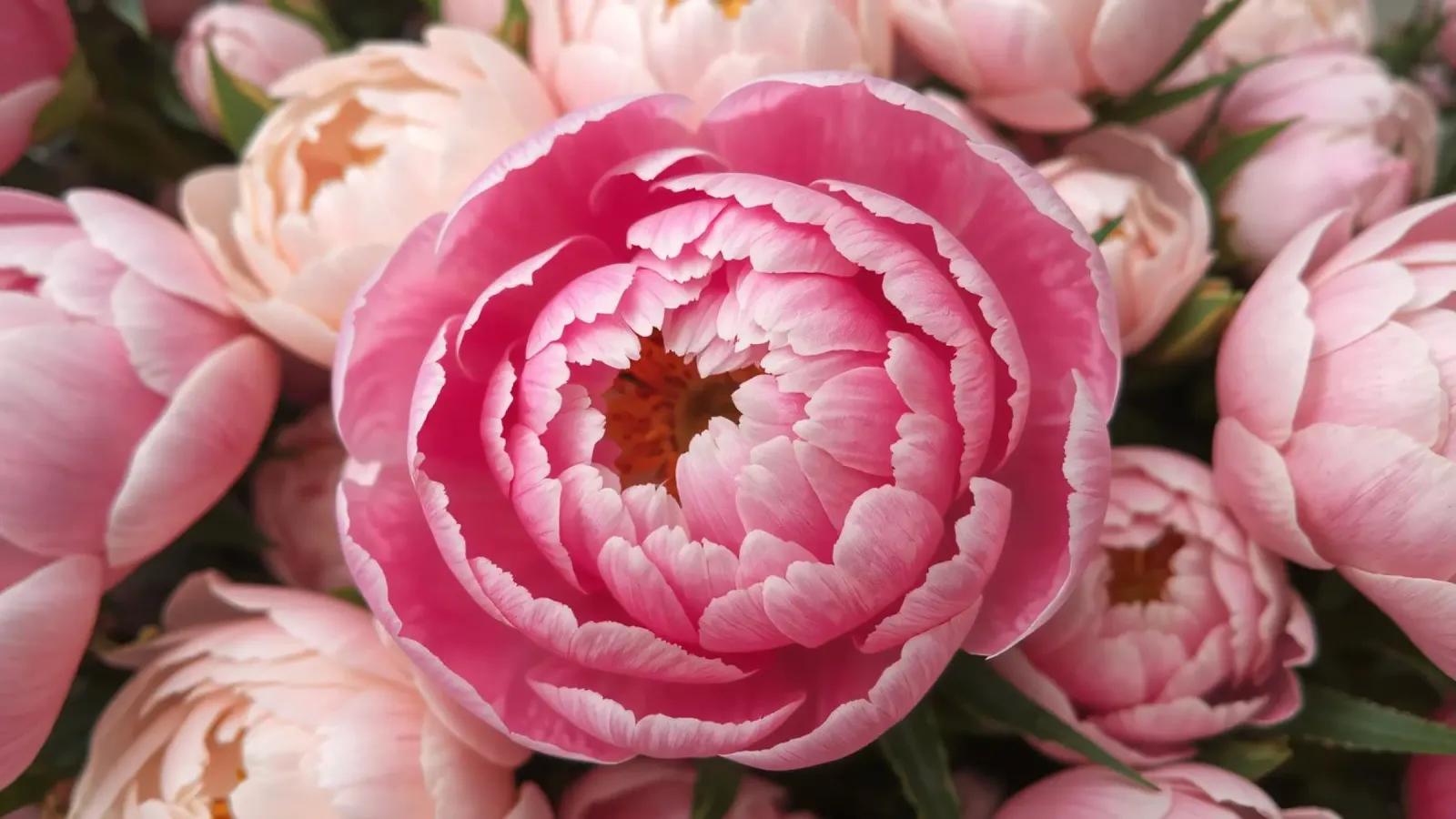 Splendide peonie rosa fioriscono in un giardino in primavera pellicola backlit da DesignDoodle
