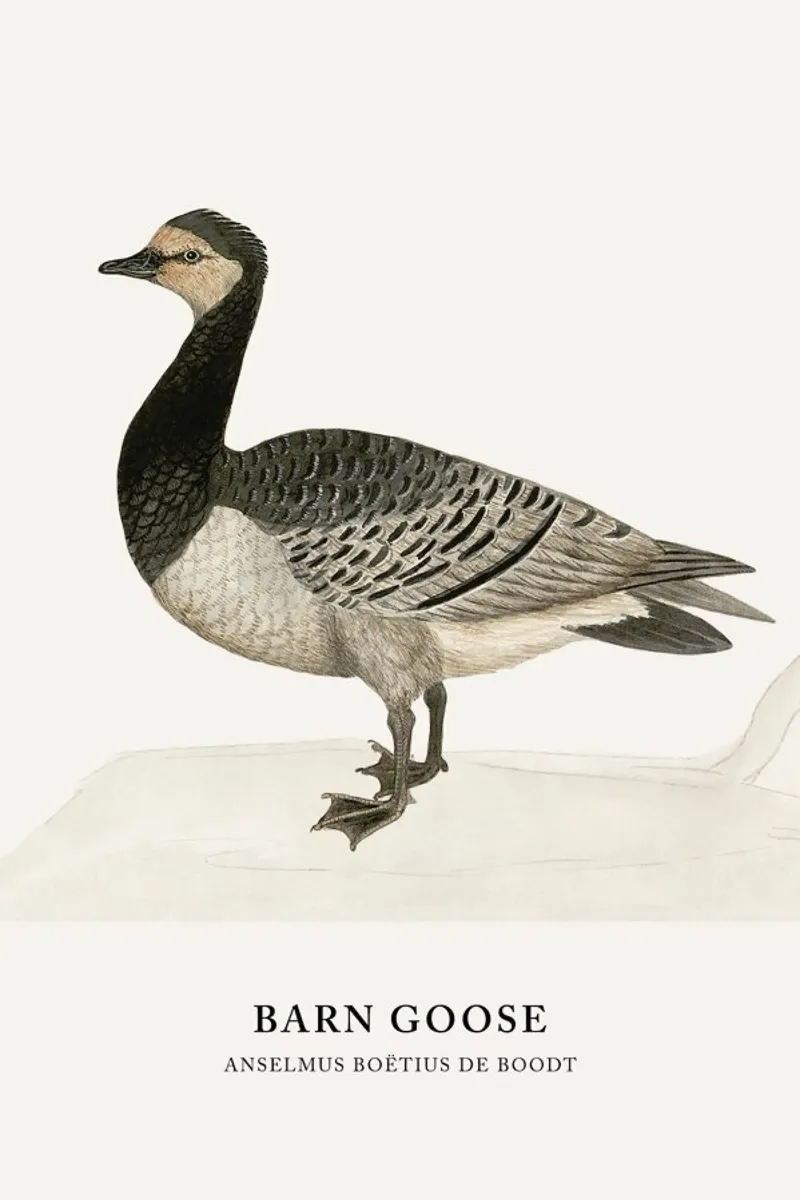 Anselmus Boëtius de Boodt - Barn Goose tela con Cornice a cassetta da Vintage by JUNIQE