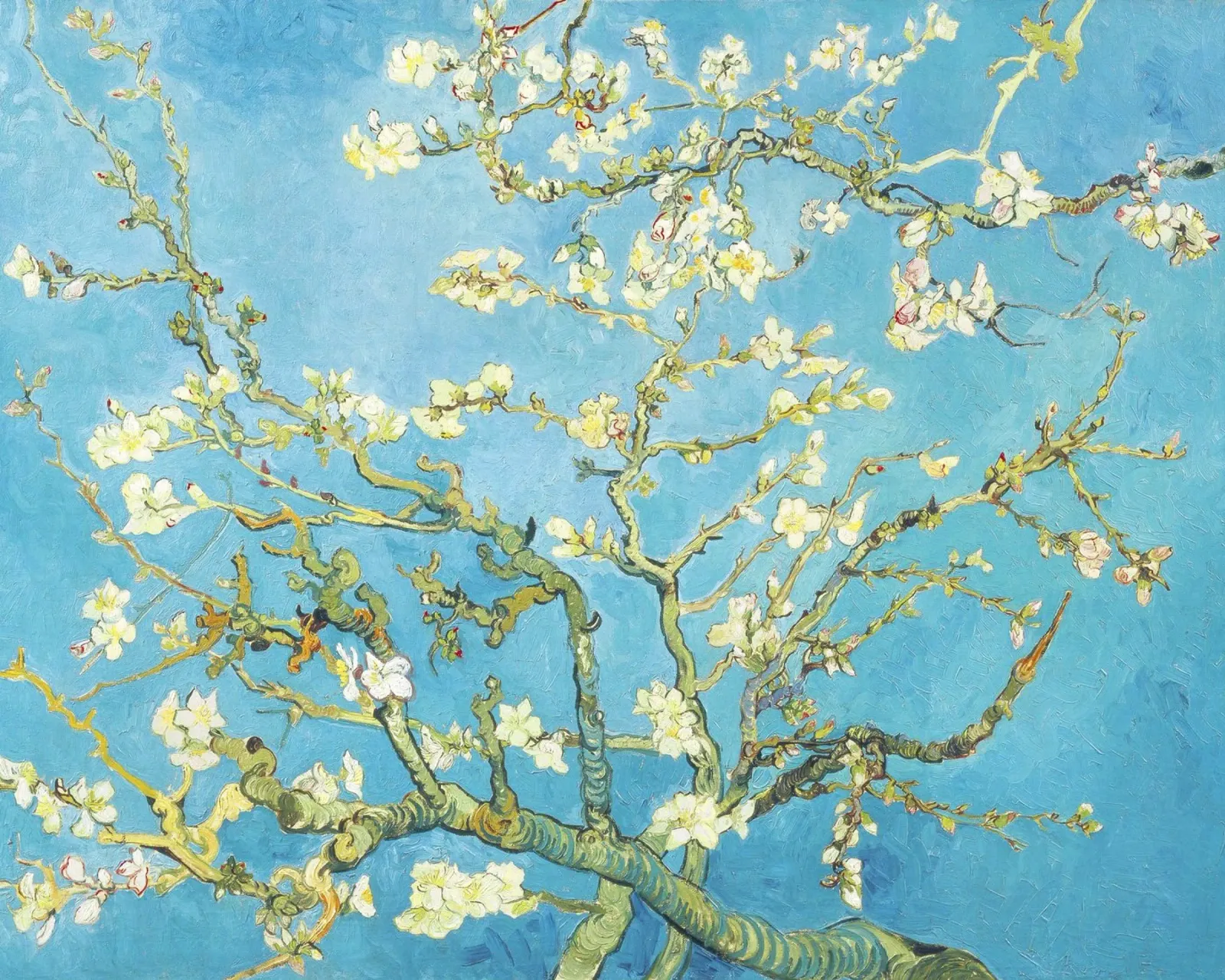 Mandorlo in fiore di Vincent van Gogh pellicola backlit da Art History