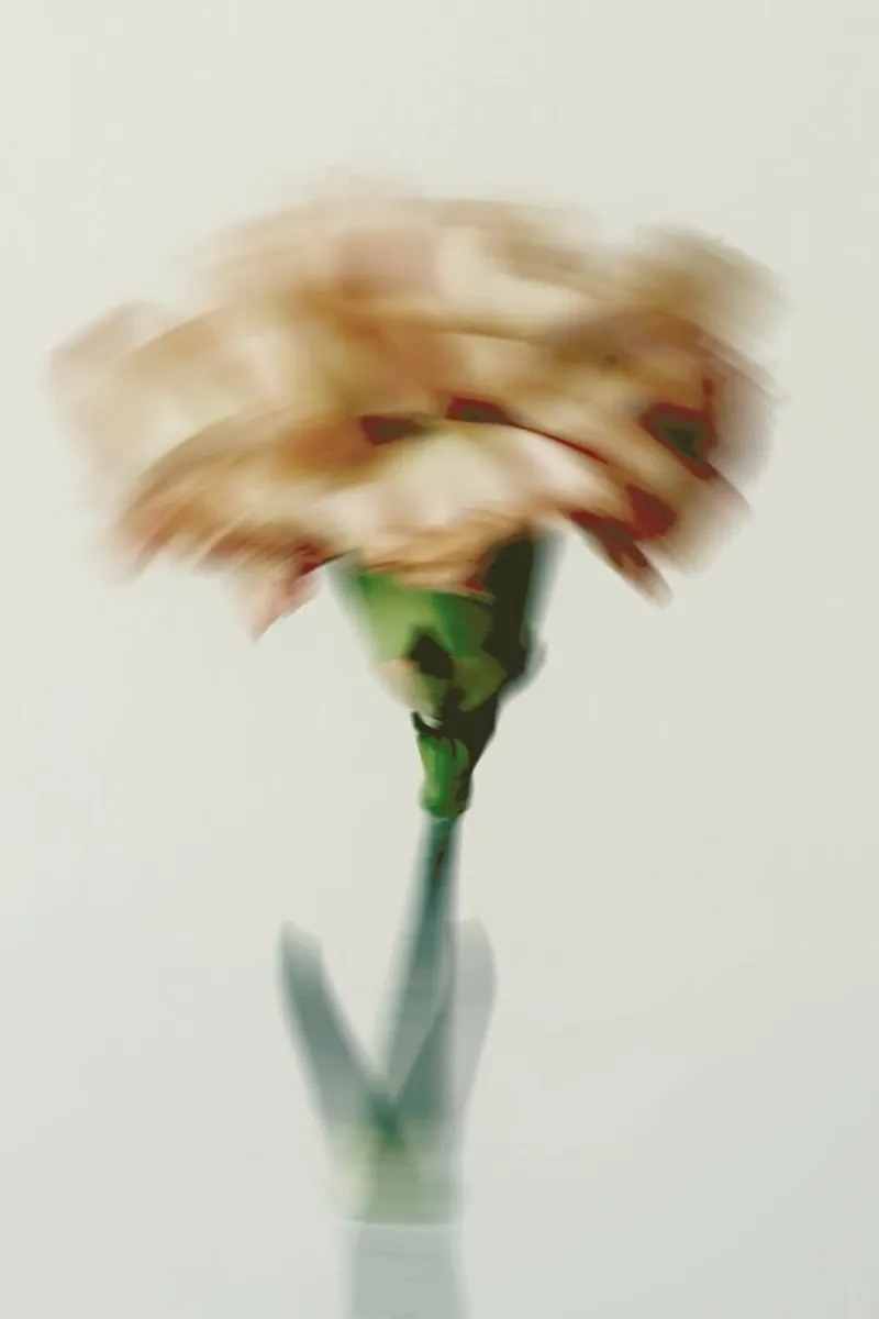 Peony Haze pellicola backlit da Studio One