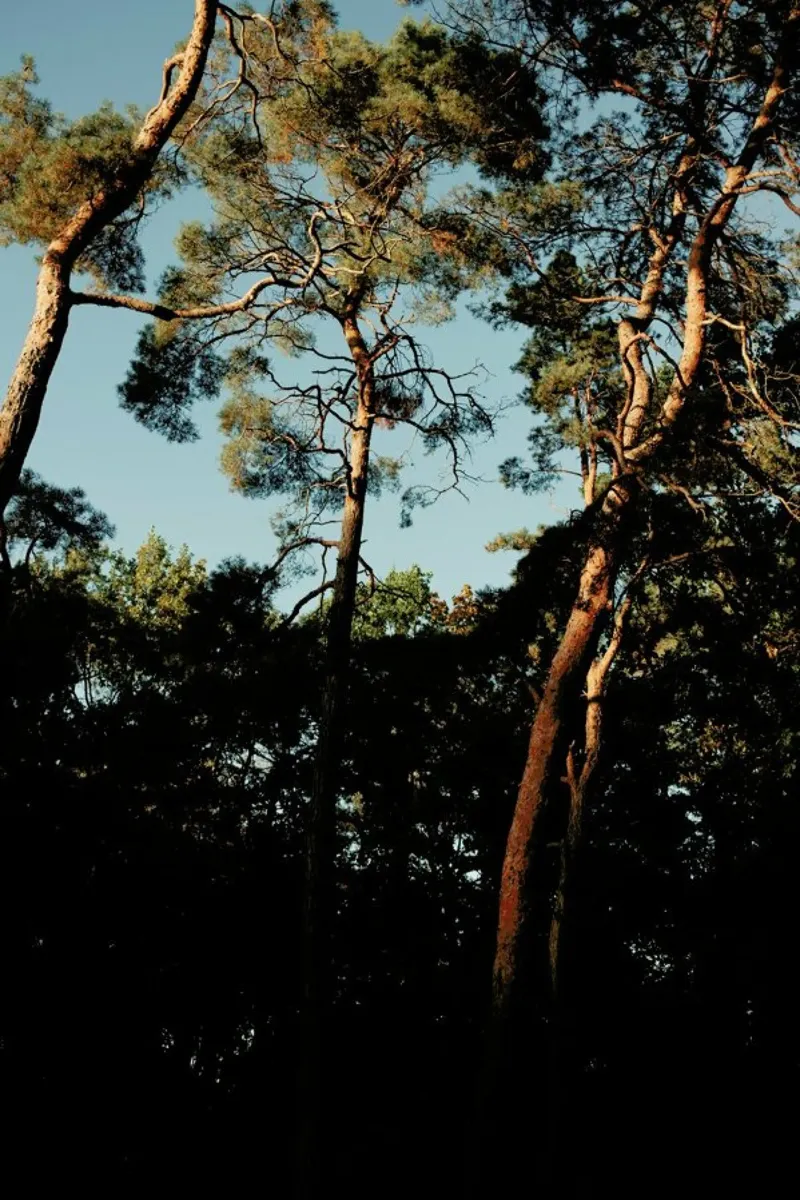 Trees At Sundown tela da Sebastian Hilgetag