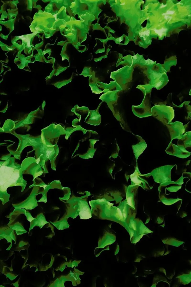 Salad pellicola backlit da Sebastian Hilgetag