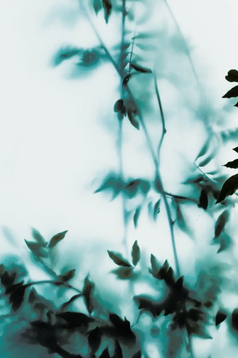 Blue Leaves On Frosted Glass pellicola backlit da Sebastian Hilgetag