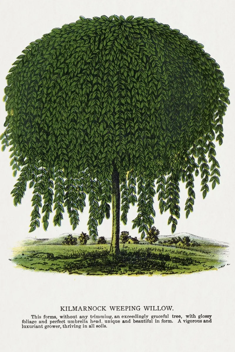 Kilmarnock Weeping Willow tree pellicola backlit da vintageshop