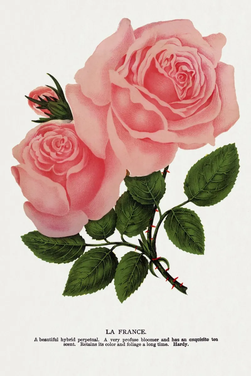 Pink rose, La France lithograph hahnemühle van vintageshop