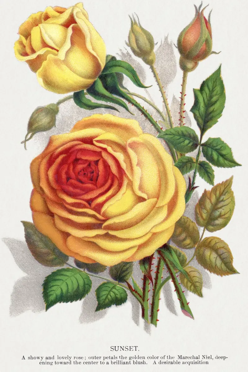 Botanical Specimen poster da vintageshop