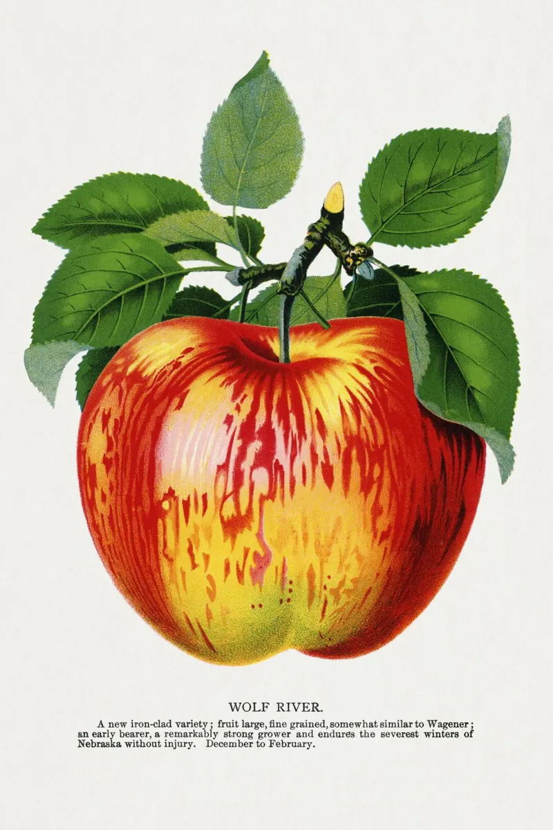 Wolf River apple tela con Cornice a cassetta da vintageshop