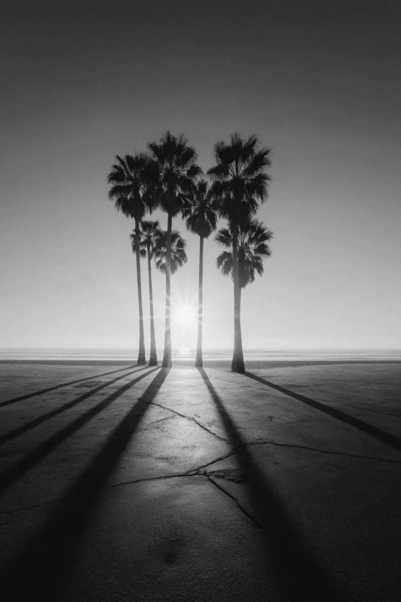 Palme al tramonto in bianco e nero sulla spiaggia pellicola backlit da Indigo Tides Art