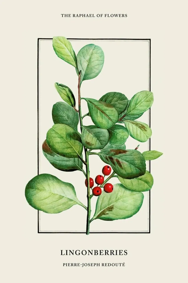 Pierre-Joseph Redouté - Lingonberries pellicola backlit da Vintage by JUNIQE