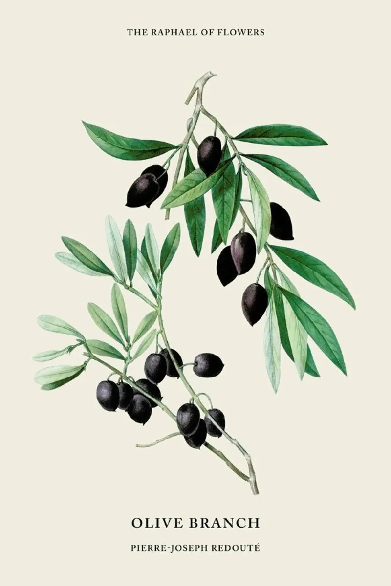 Pierre-Joseph Redouté - Olive Branch pellicola backlit da Vintage by JUNIQE