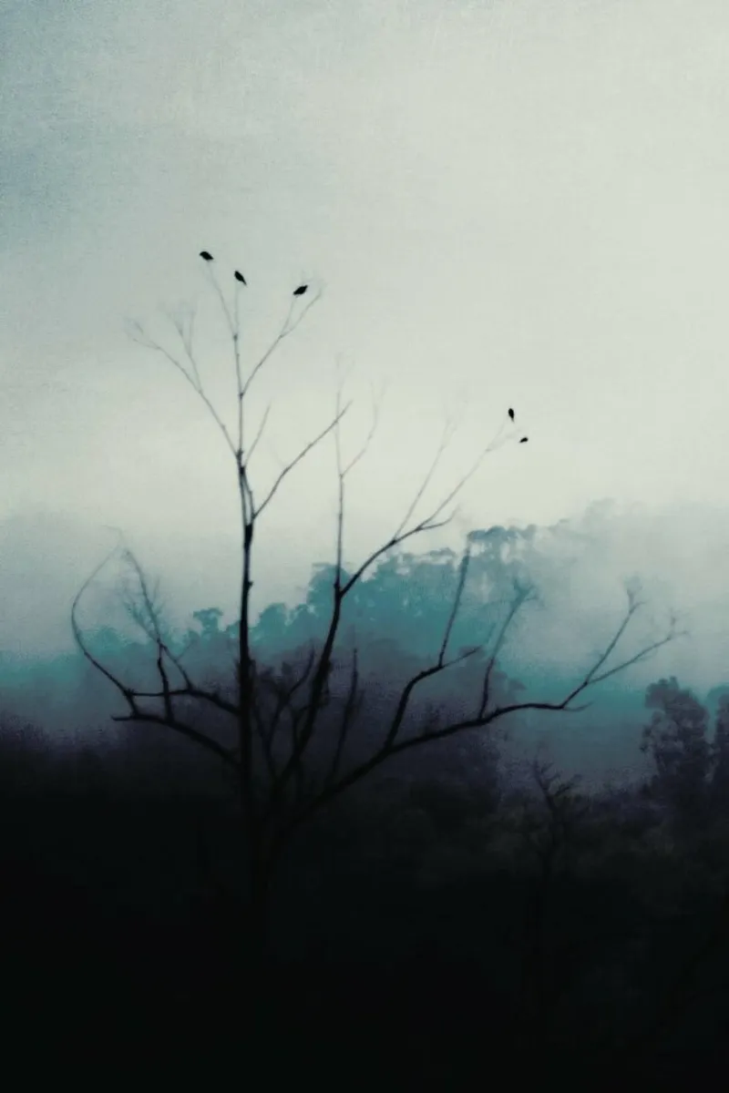 Morning Bird Song pellicola backlit da Ingrid Beddoes
