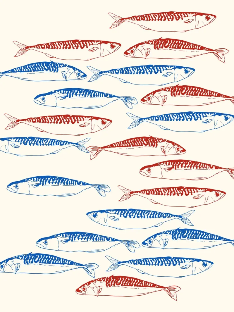Modello di sardine blu e rosse pellicola backlit da EDMPROJECT