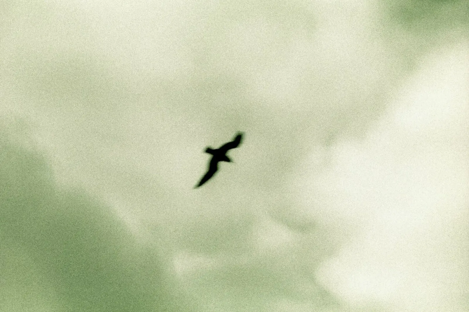 Bird pellicola backlit da Tal Paz-Fridman