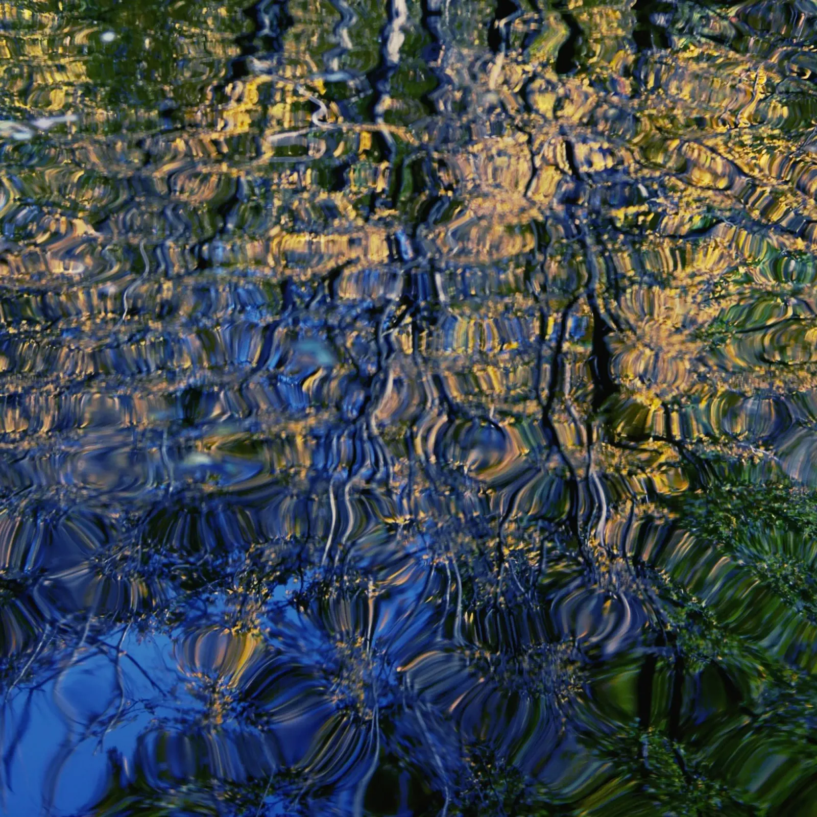 Goldwasser | o2 plexiglass da steffi | wasserwelt