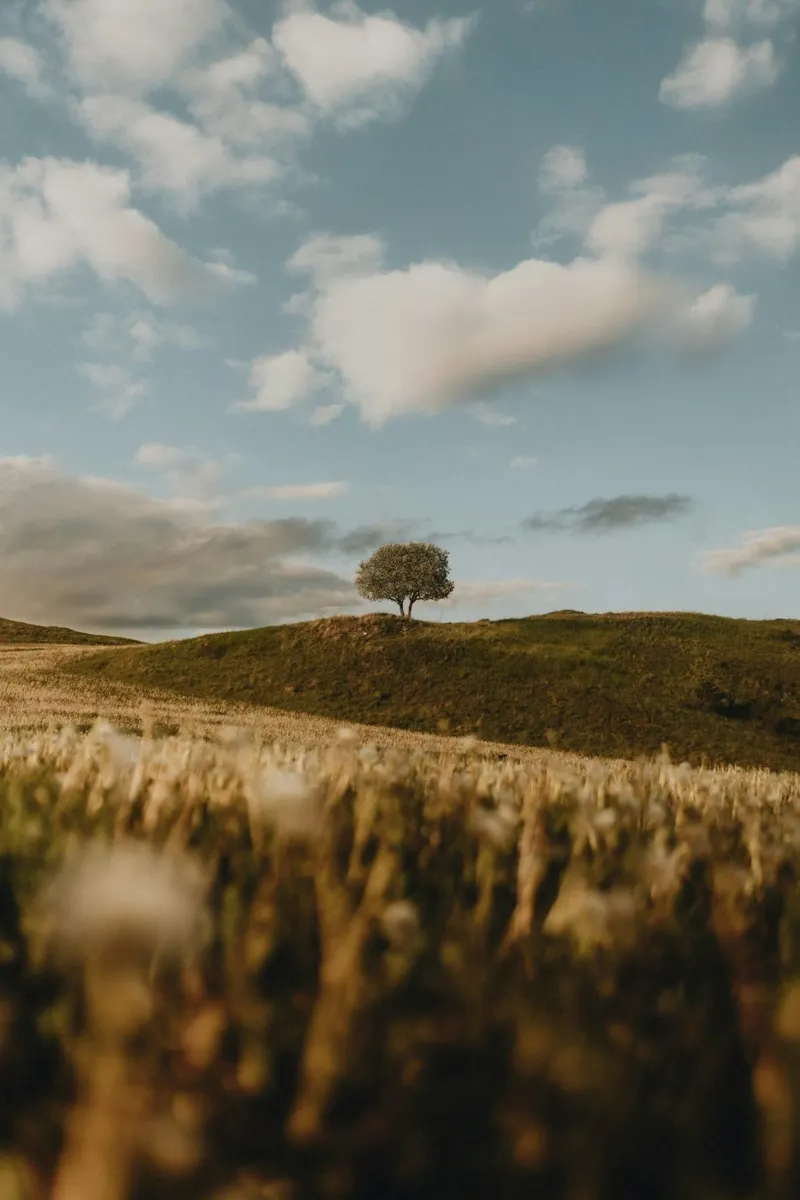 tree hill alu-dibond by Earthly Visions