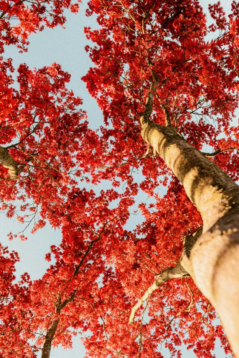 albero foglie rosse pellicola backlit da Earthly Visions