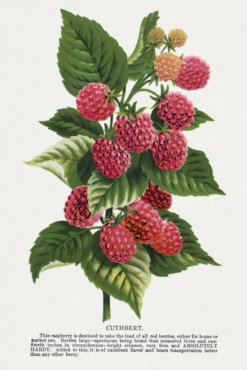 Cuthbert raspberry pellicola backlit da vintageshop