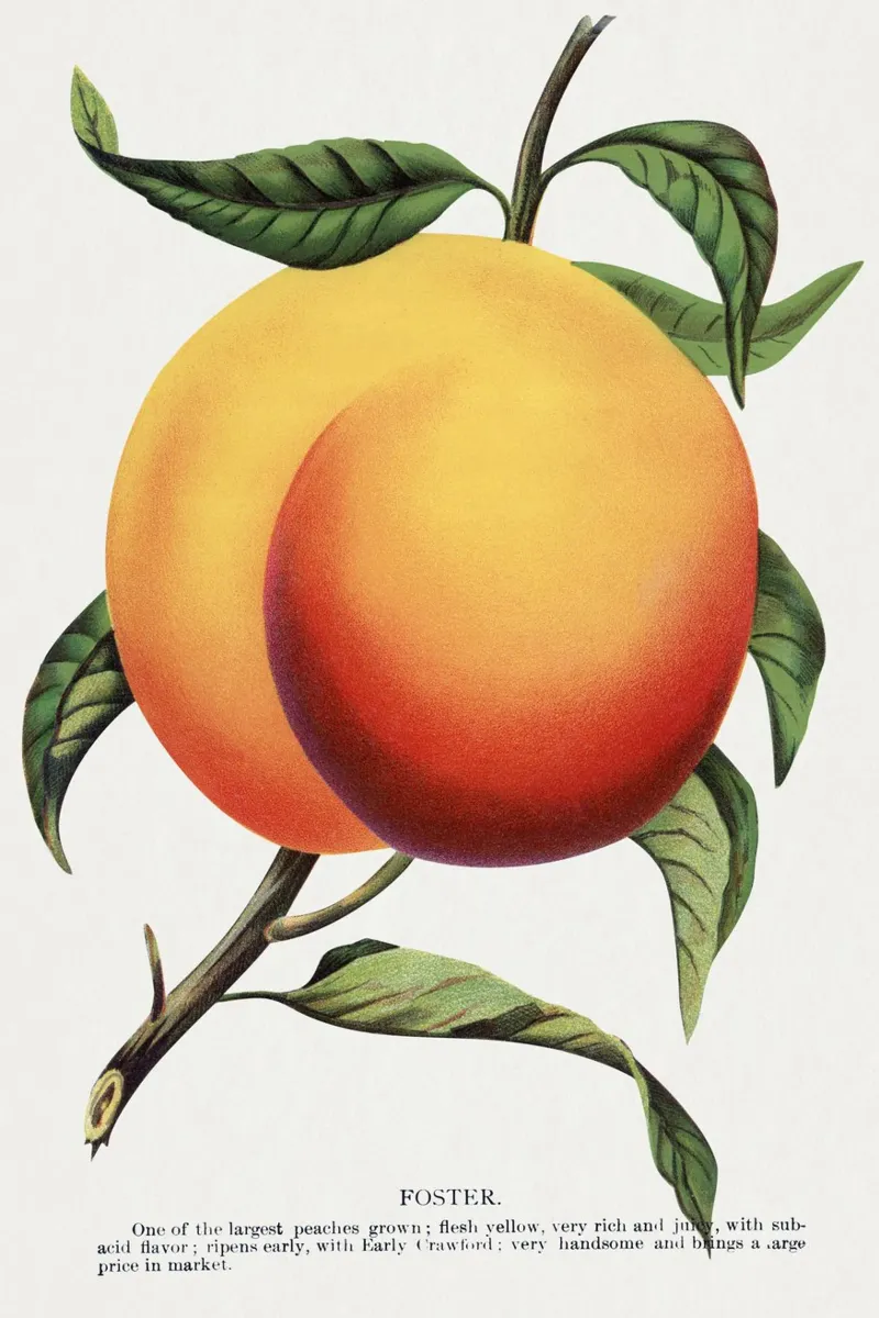 Foster peach pellicola backlit da vintageshop