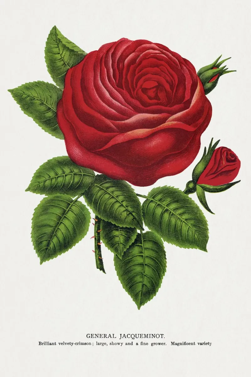 Red rose, General poster da vintageshop