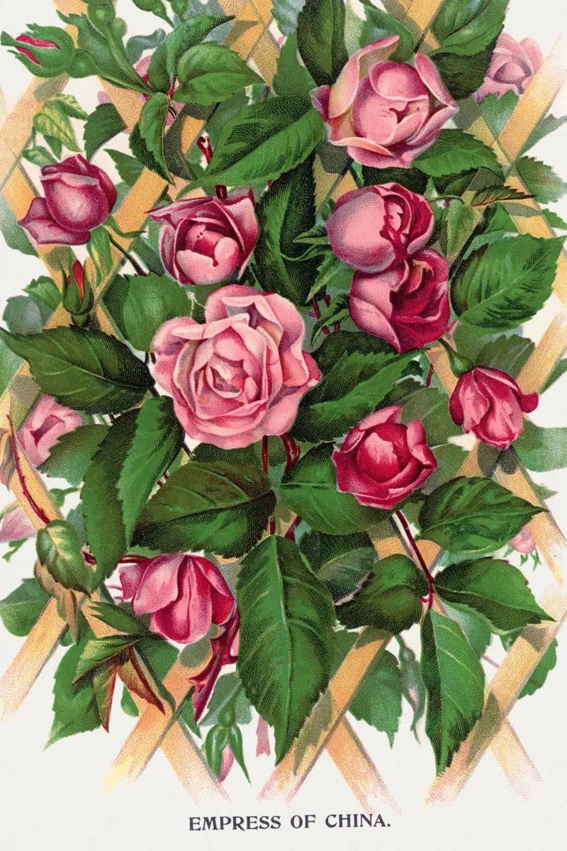 Empress of China rose tela con Cornice a cassetta da vintageshop