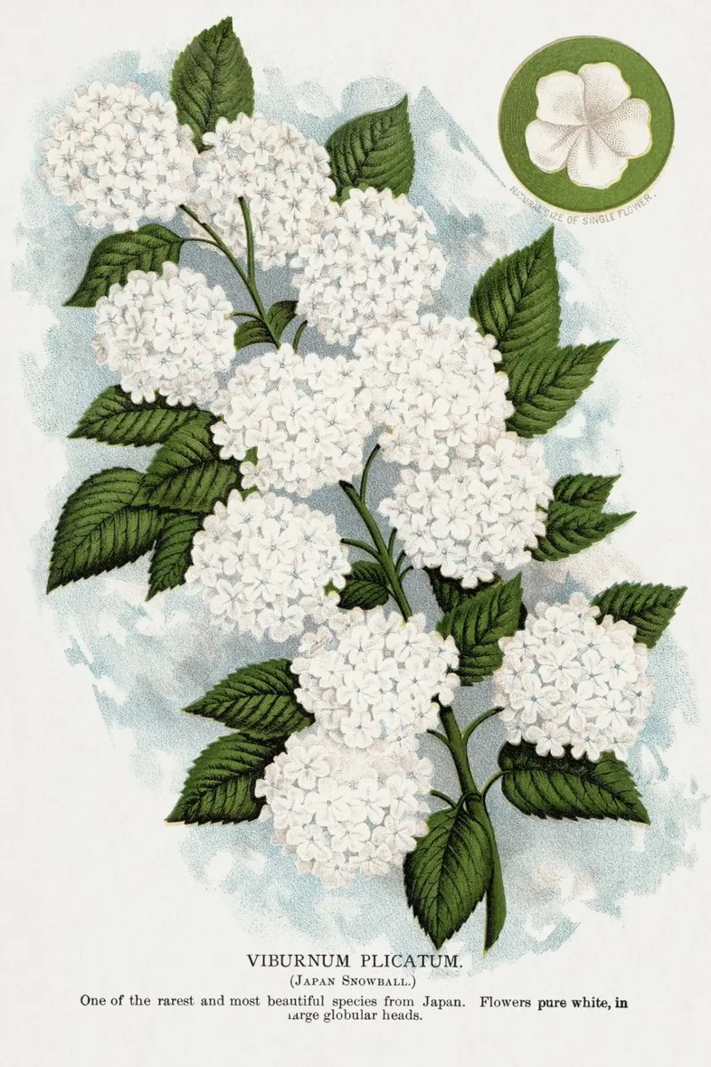 Japanese snowball flower pellicola backlit da vintageshop