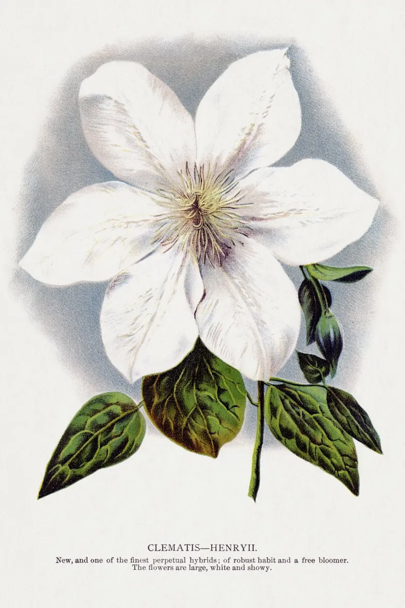 Clematis flower canvas met Baklijst van vintageshop