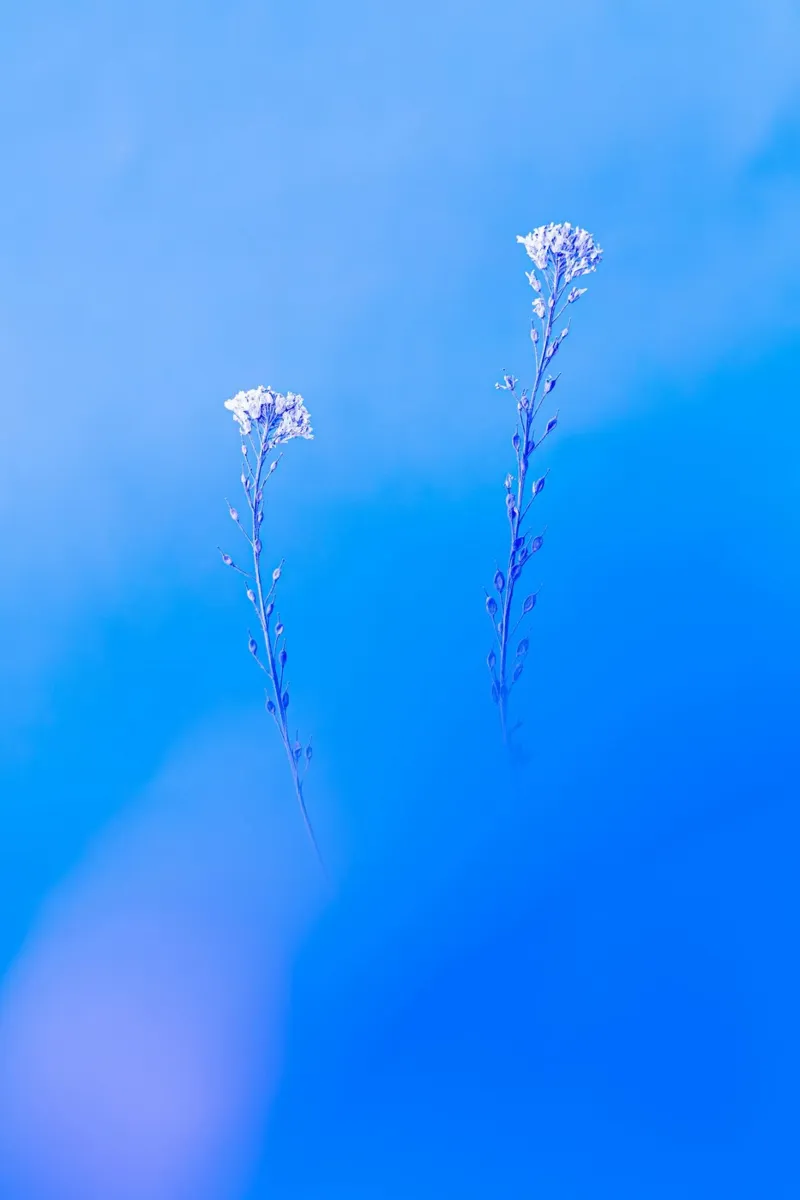 fiori delicati carta hahnemühle da Bleu
