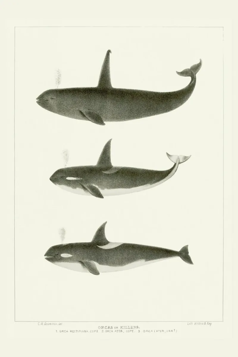 Scammon - Orca or Killer Whale pellicola backlit da Vintage by JUNIQE