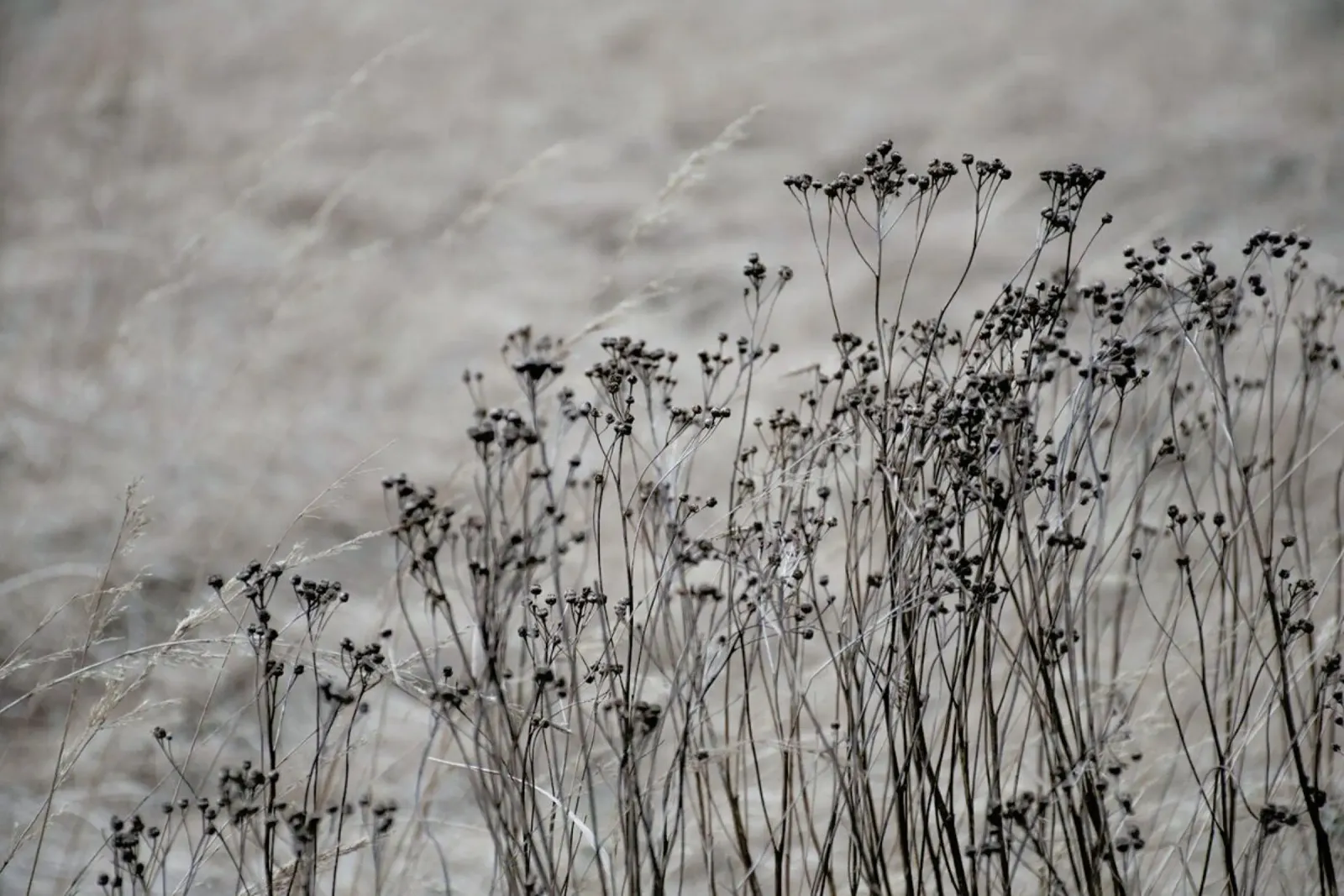 Flower Buds In The Beige Greige Golden Field 1 poster by Studio Nahili