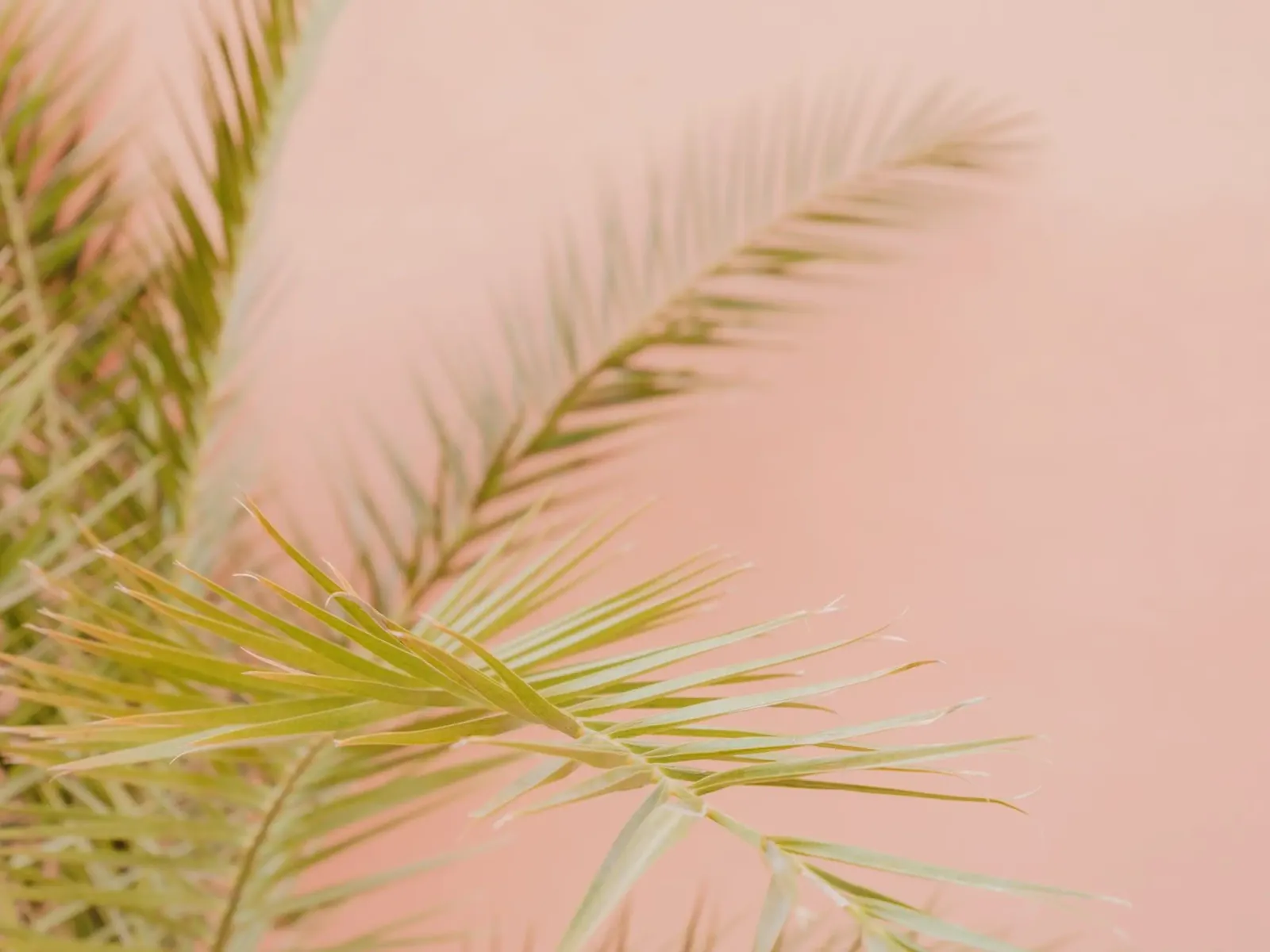Green and pink in Marrakesh pellicola backlit da photolovers