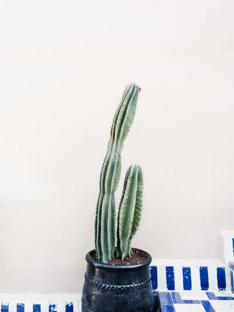 Potted cactus in Morocco pellicola backlit da photolovers