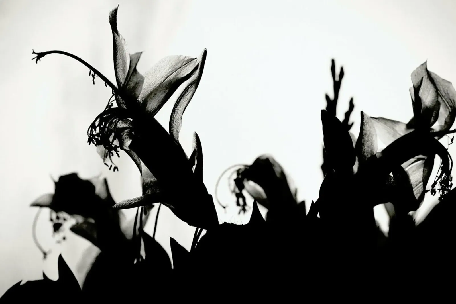Blossoming II pellicola backlit da Anja Hebrank Photography