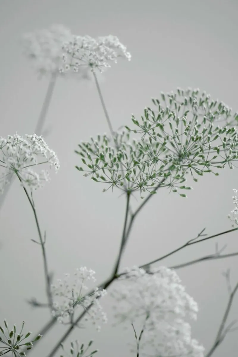 White Greige Flower Blossoms acrylic glass by Studio Nahili