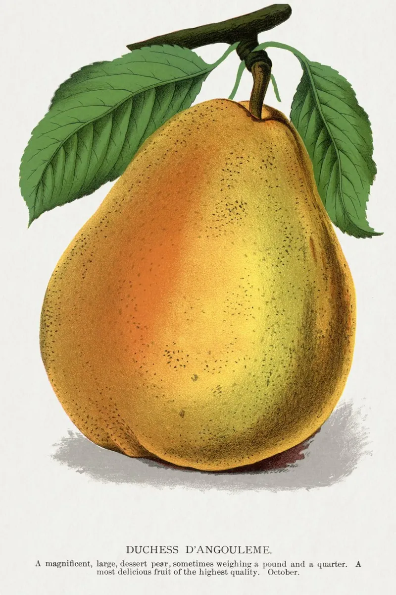 Duchess D'Angouleme pear carta hahnemühle da vintageshop