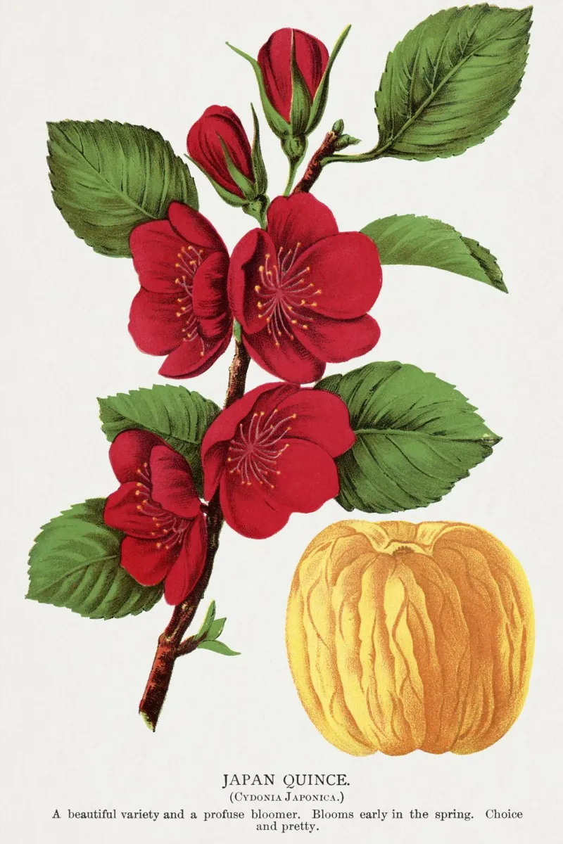 Japan Quince tree alluminio dibond da vintageshop