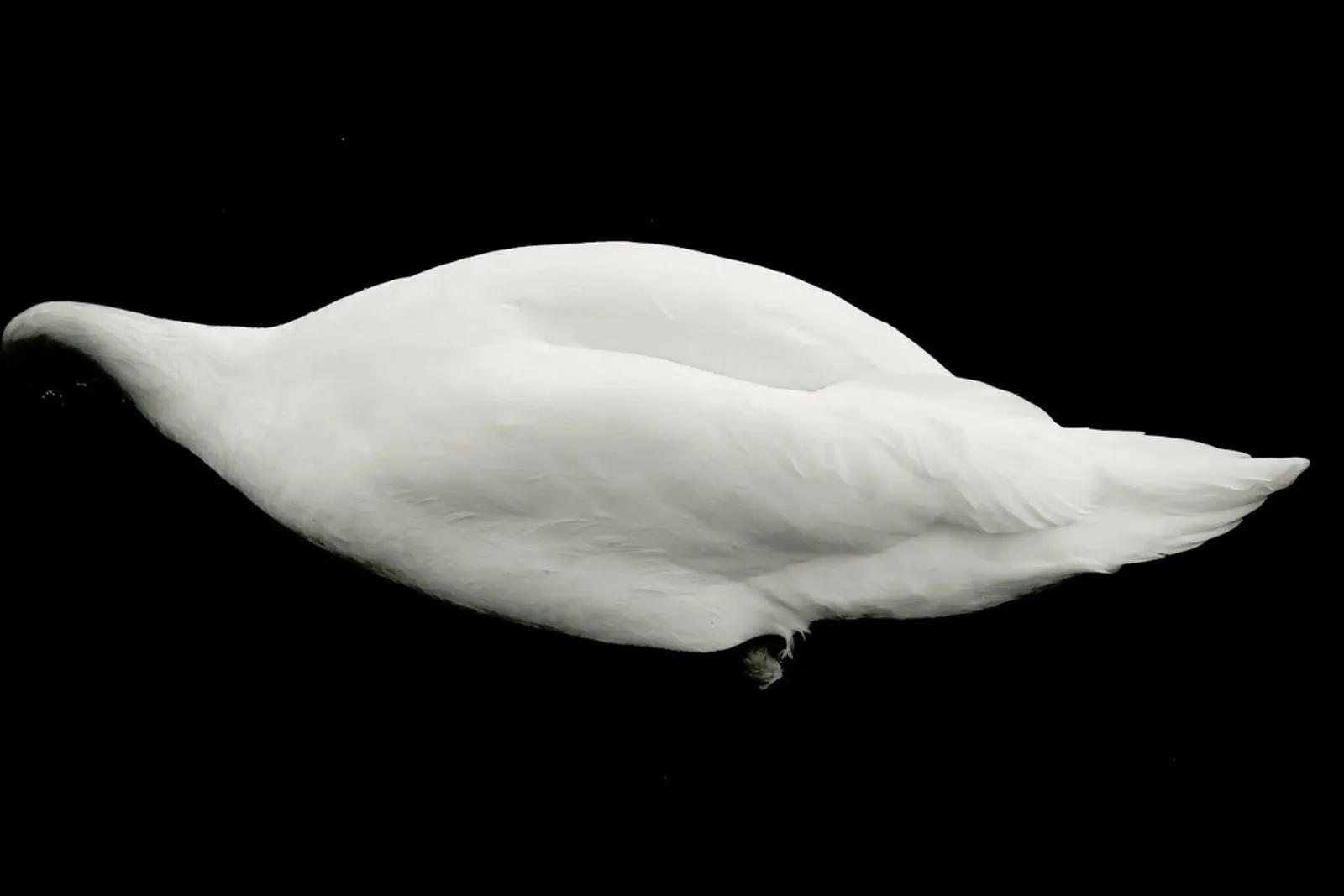 Like a Swan pellicola backlit da Anja Hebrank Photography