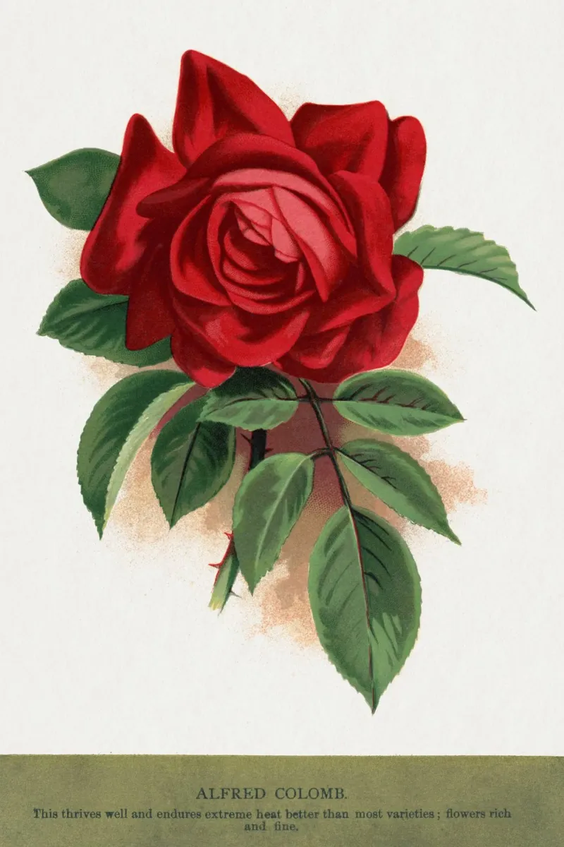 Red rose, Alfred Colomb pellicola backlit da vintageshop