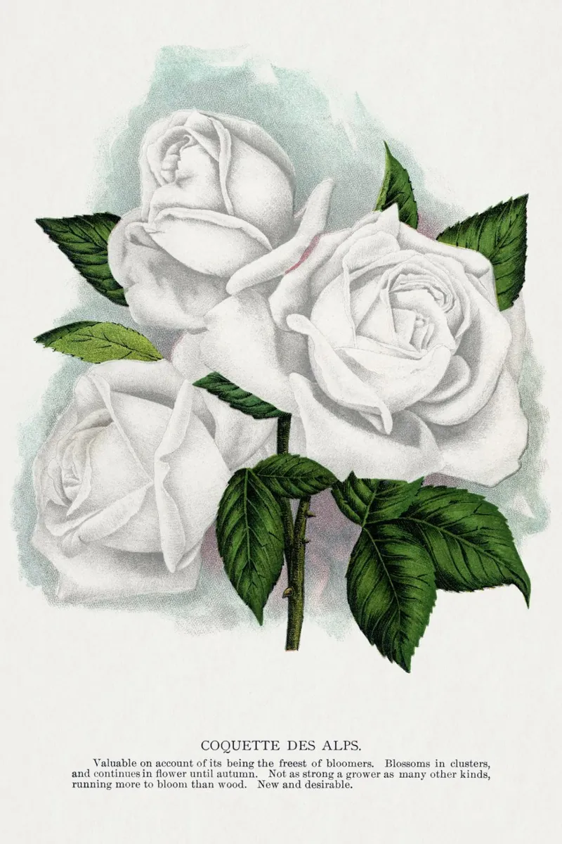 White rose, Coquette canvas by vintageshop
