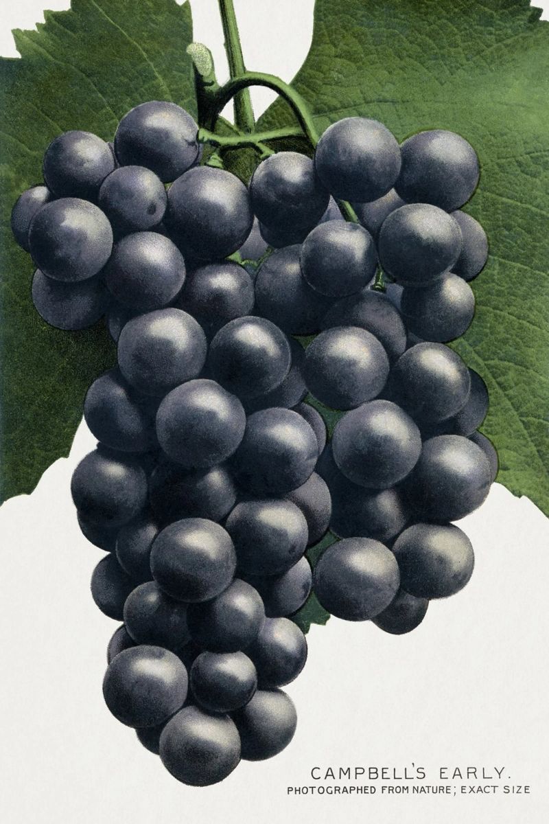 Campbell's Early Grape pellicola backlit da vintageshop