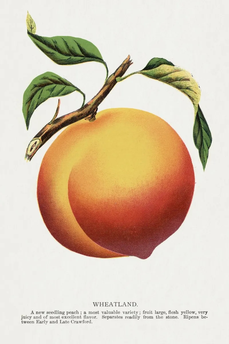 Wheatland peach pellicola backlit da vintageshop