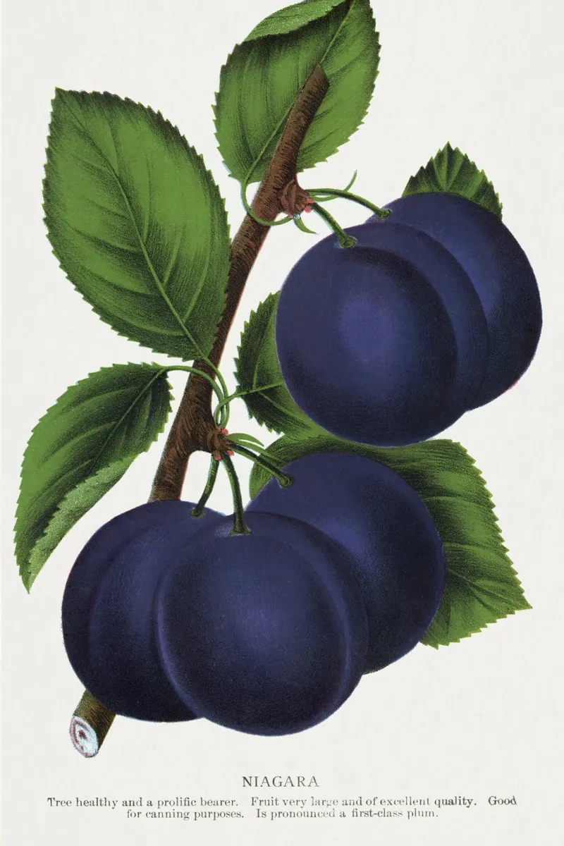 Niagara plum pellicola backlit da vintageshop