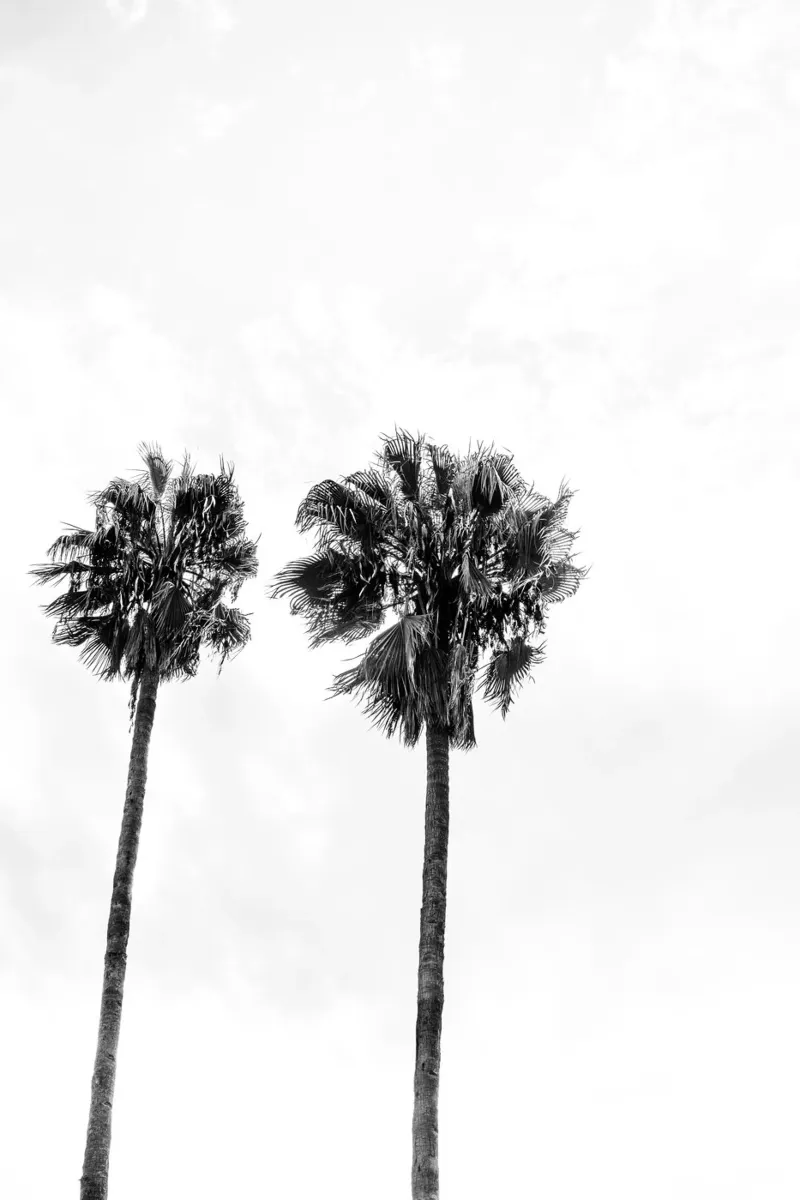 Palm trees in Marrakesh pellicola backlit da photolovers