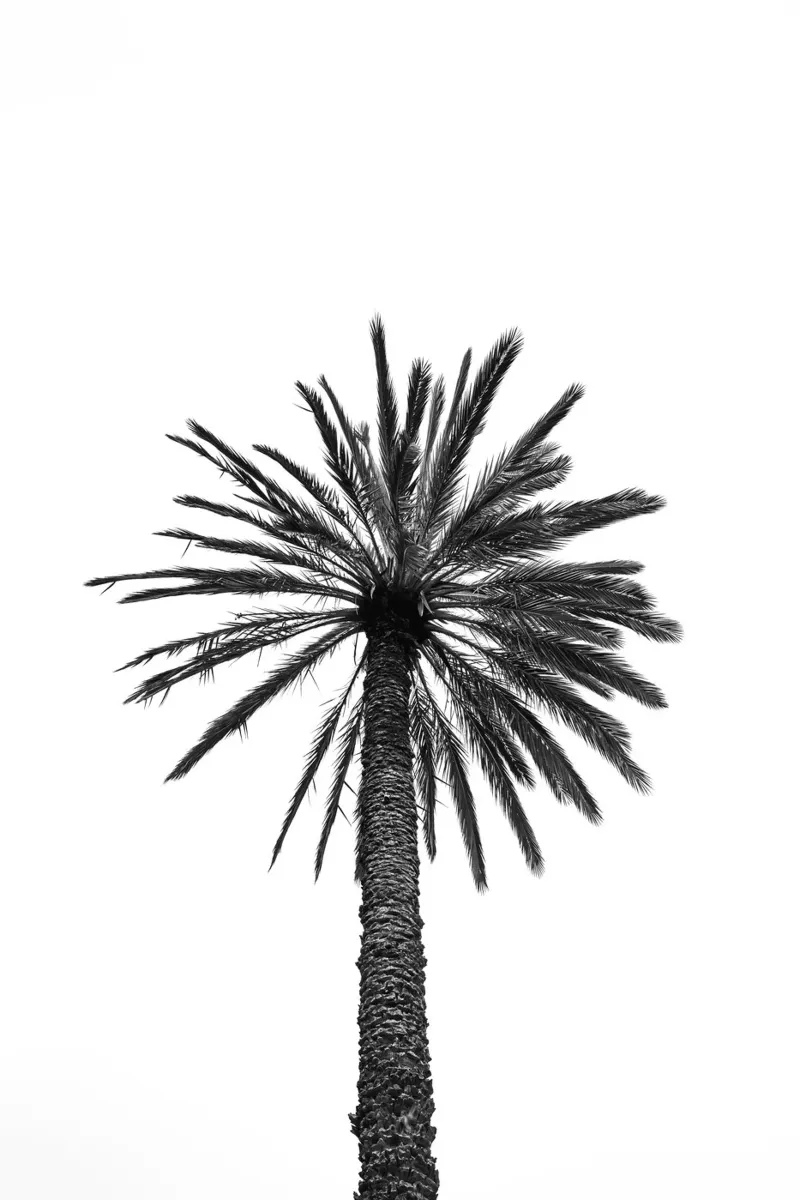 Palm tree in Marrakesh pellicola backlit da photolovers
