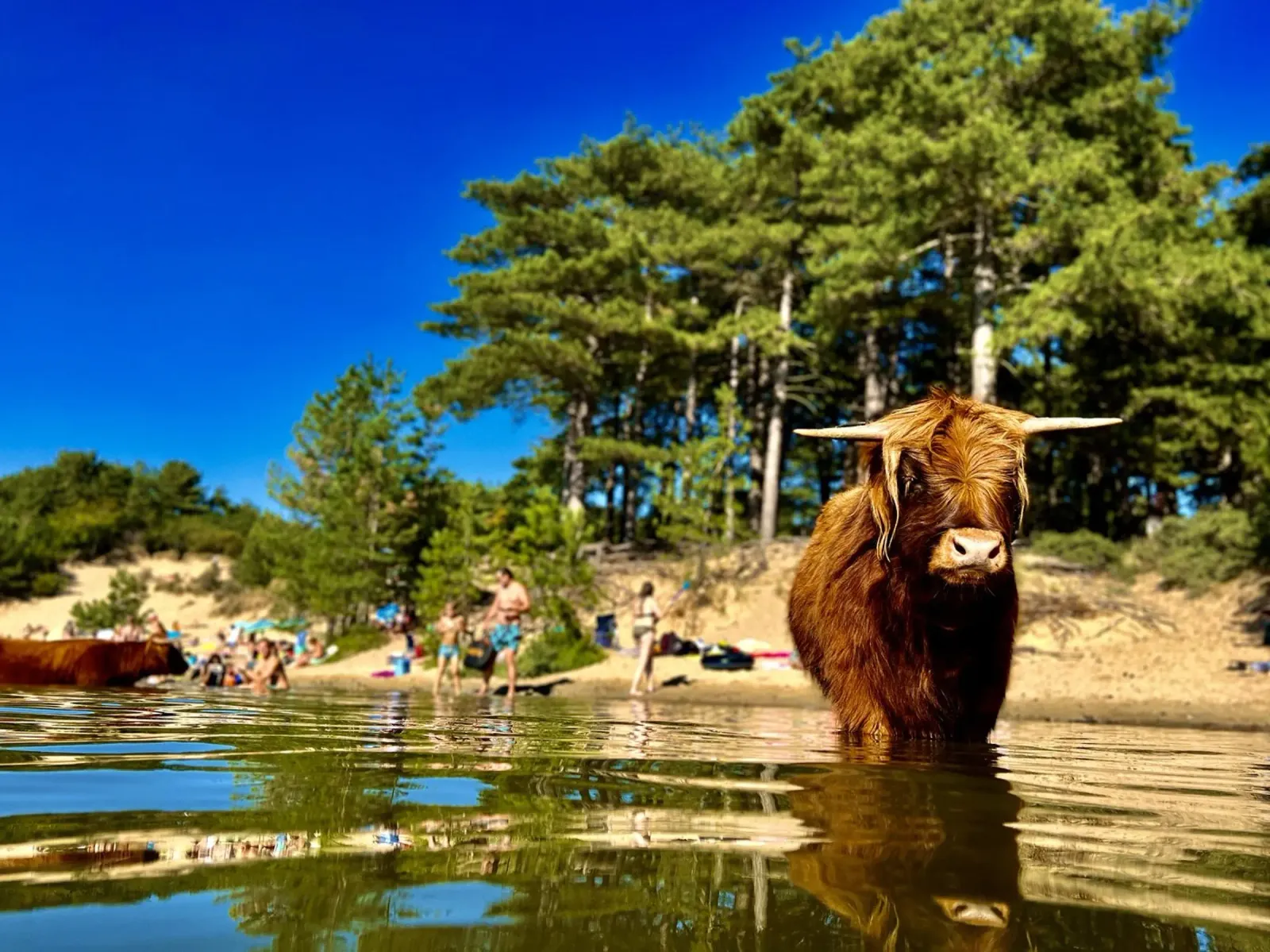 Mucca delle Highlands pellicola backlit da RealLifeMoments