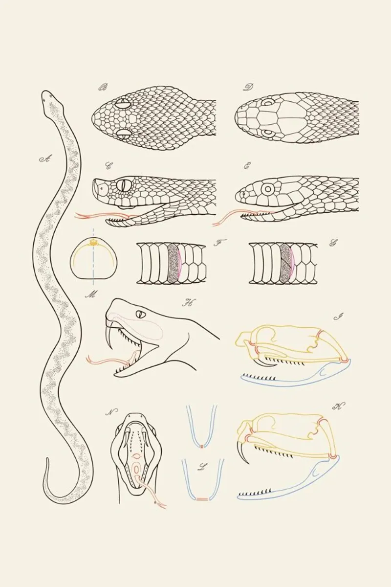 Serpent poster con telaio in legno da Astër