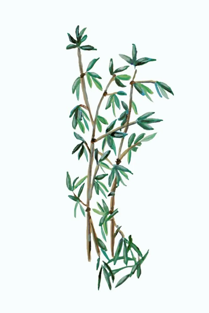 Bamboo Green pellicola backlit da Femke Zwaan