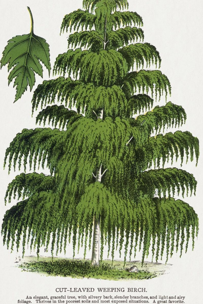 Weeping Birch tree placa de forex de vintageshop